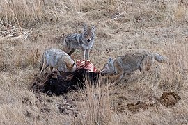 Coyote Smiling Over Prey (51007133257).jpg