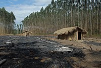 Índios repovoam sua terra tradicional após acordo com a Aracruz Celulose no Espírito Santo - Foto: Valter Campanato/Abr