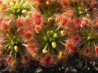 Drosera callistos