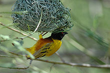 Fekete fejű sárga madár függ egy lefelé nyitott, fűből szőtt fészken.