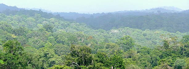 יער גשם טרופי, בגיניאה הצרפתית. יערות גשם כמו יערות נוספים הם מסביבות החיים היבשתיות העשירות ביותר בחיים.