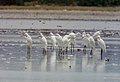 Egretta eulophotes (cat.)