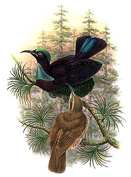 Viktória-paradicsommadár hím (Ptiloris victoriae)