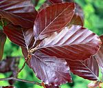 Löv från en blodbok, Fagus sylvatica purpurea.