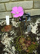 Drosera hamiltonii