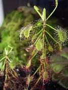 Drosera madagascariensis