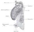 Potongan longitudinal dari ovarium sebuah embrio kucing berukuran sepanjang 9,4 cm.