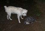 Hund med nordamerikansk opossum som spelar död