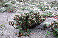 Polygonum paronychia