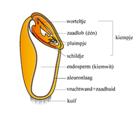 Vrucht van een eenzaadlobbige (tarwekorrel)