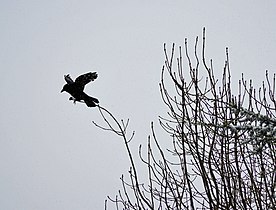 Corvus corone