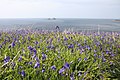 Image 13Bluebells on the Cornish coast (from Geography of Cornwall)