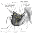 Dissection showing origins of right ocular muscles, and nerves entering by the superior orbital fissure