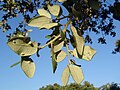 Foliage, Ávila, Spain