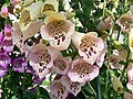 Digitalis purpurea