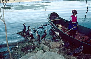 Kormoran-Fischer auf dem Erhai-See