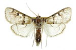 Thumbnail for File:Laniifera cyclades moth, Druce, 1895.jpg