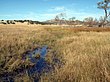 Cloverdale Ciénega dans la région de Bootheel au sud-ouest du Nouveau-Mexique. Cela illustre à quoi ressemble une ciénaga intacte dans des conditions normales : une eau semblable à un marais, large, peu profonde et migrant lentement à travers une végétation épaisse. (2008)