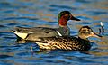 English: Pair, femal front, male behind Deutsch: Paar, Ente vorne, Erpel hinten