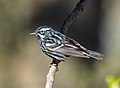 Image 80Black-and-white warbler in Prospect Park