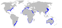 Distribuição geográfica do tubarão-mangona