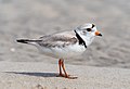 Image 17Piping plover in Queens