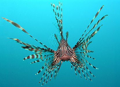 Pterois volitans (Rascasse volante) est une espèce de poissons très venimeux de la famille des Scorpaenidae. Il ne faut pas la confondre avec d'autres poissons appelés aussi rascasses volantes.