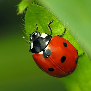 Coccinella septempunctata מושית השבע