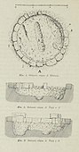 Archaeological drawing of a tomb.