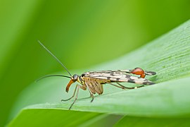 Panorpa communis (Mecoptera).