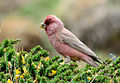 Carpodacus rubicilla severtzovi, Male