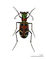 Cicindela chinensis.