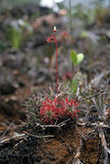 Drosera neocaledonica