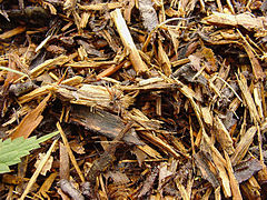 Détail du dôme d’une fourmilière de fourmis rousses des bois, Saint-Amand (nord de la France).