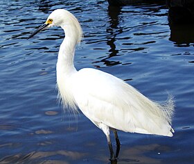 Egretta thula