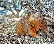 Solénodonte Solenodon paradoxus (Solenodontidae)