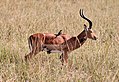 Association entre un impala et des oiseaux pique-bœuf. Dans cette entente mutuelle, le pique-bœuf se nourrit sur le corps de l'impala, qui est débarrassé des parasites et des tiques et averti en cas de danger par les cris de l'oiseau.