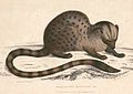 Deutsch: Pardelroller English: african palm civet Nandiniidae (cat.)