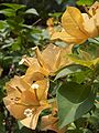 Hori koloreko brakteadun Bougainvillea spectabilis.