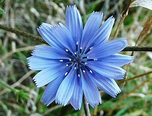 Cikorie (Cichorium intybus) Foto: Père Igor.