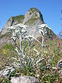 Edelweiss