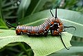 Chenille de Euploea corinna (Brisbane, Australie).