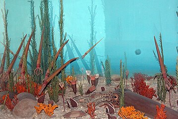 Diorama du Muséum américain restituant la faune marine de l'Ordovicien, 2004