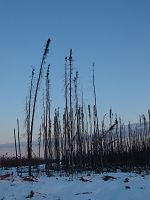 Muskeg-taiga met zwarte spar (Picea mariana)