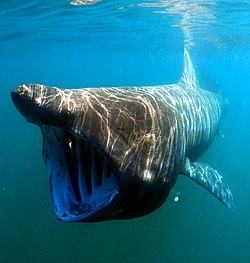 Espécime de tubarão-peregrino a recolher alimento por filtração
