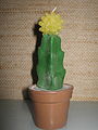 Kerze in Form eines Kaktus