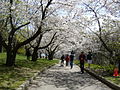 Fruahjoar im High Park, im Westend vo Toronto