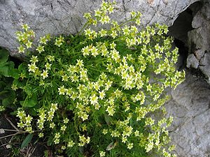 Saxifraga moschata - Muskussteenbreek