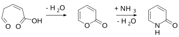 Synthese von 2-Pyridon durch Cyclisierung und Reaktion mit Ammoniak