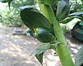 Fruit d'Acanthus mollis.